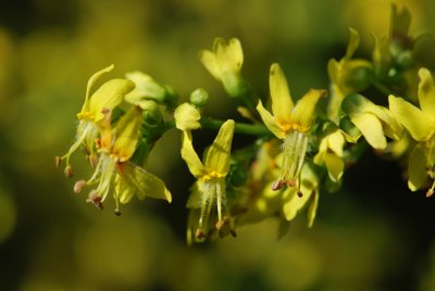 Koelreuteria paniculata - svitel latnatý - květenství